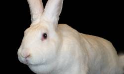 ophthalmologische Untersuchung des hinteren Augensegments beim Kleinsaeuger